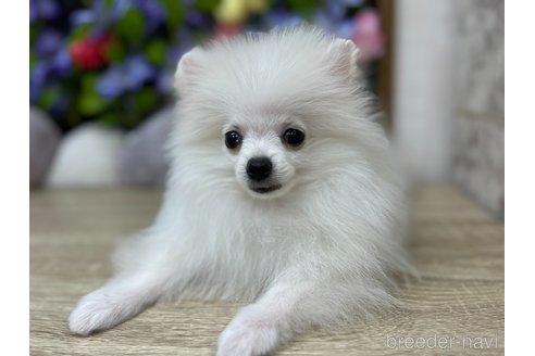 成約済の大阪府のポメラニアン-298918の2枚目